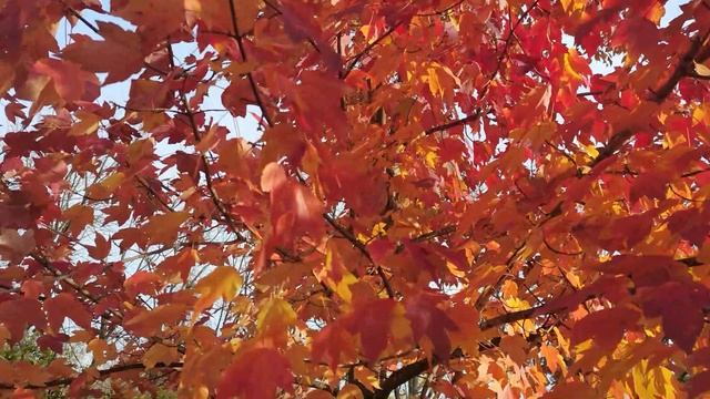 Клены выкрасили город колдовским каким-то цветом...