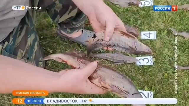 Сохранение осетровых смотреть онлайн