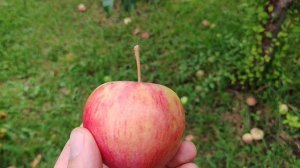 Десертное - летний сорт яблони