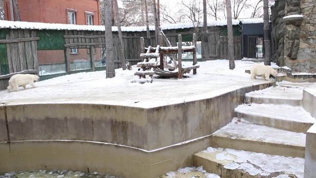 Белка и Стрелка подошли поздороваться и продолжили прогулку по вольеру 19.11.2025 смотреть онлайн