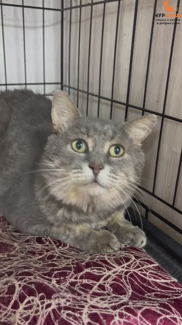 Барсеточник ждёт вас в приюте #Муркоша смотреть онлайн