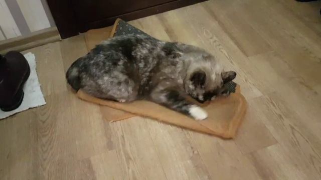 Леся и Сёма - "В утиль, я сказала"!!! смотреть онлайн