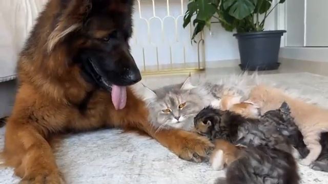 Мама-кошка показывает котятам, что гигантская немецкая овчарка безопасна для них смотреть онлайн