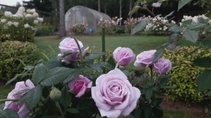 роза Пасифик Блю, первый год в саду. Сезон 2025