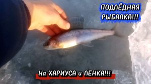 Клёвая-Рыбалка на Ленка и Хариуса25/26!!!