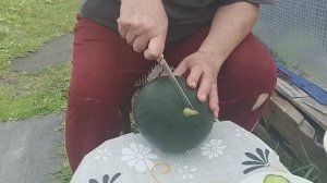 Режим долгожданный арбуз. Сорт «Огонек».