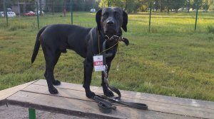 Моя Жизнь Кино @ Музей Псов