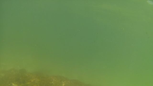 SUNP0005 подводный мир черепашьего пляжа смотреть онлайн