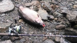 Распаковка посылки с катушкой Okuma Alaris FD