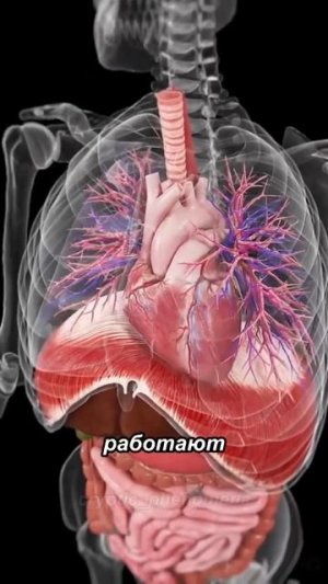 Зачем с водолазов быстро снимают снаряжение?