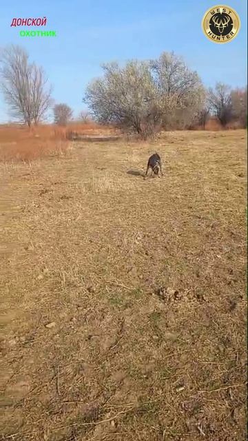 Охота на зайца - Рем добытчик смотреть онлайн