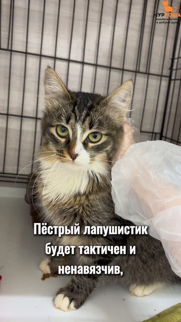 Чебурашечка (уже дома) смотреть онлайн