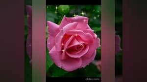 .Gudvin, Soul 8 - Роза и ромашка  Видеомонтаж Елена Мельникова.