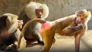 Люся, замри! ПОКАЗЫВАЕМ! Склоки из-за клочка ! Включаем логическое мышление вместо панического!