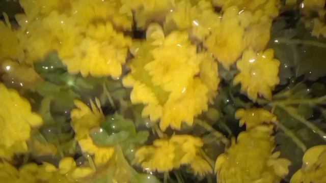 Я ВЫБИРАЮ ЖИЗНЬ смотреть онлайн