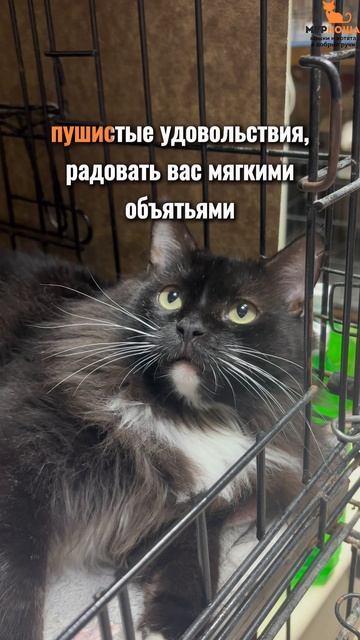 Фаркас ждёт вас в приюте #Муркоша смотреть онлайн