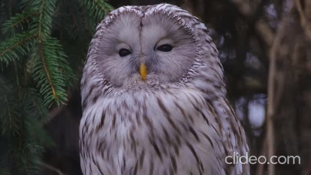 Гуру (Алекс Гордиан) (этно-поп) смотреть онлайн