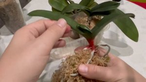 Обработка больных орхидей! Результаты восстановления орхидеи