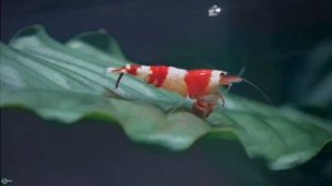 Лики смерти. Креветки неокаридины