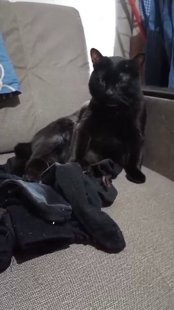 КОТ В НОСКАХ!!!