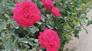 Роза Бургунд 81 (Burgundy 81)