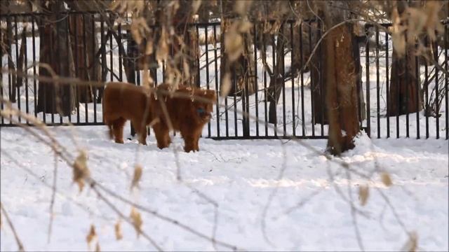 У Леоны появился новый друг и ей с ним очень весело 19.11.2025 смотреть онлайн