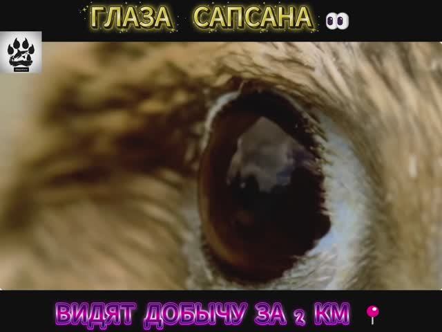 Невероятные факты о птице САПСАН, которые вас шокируют! ☺️