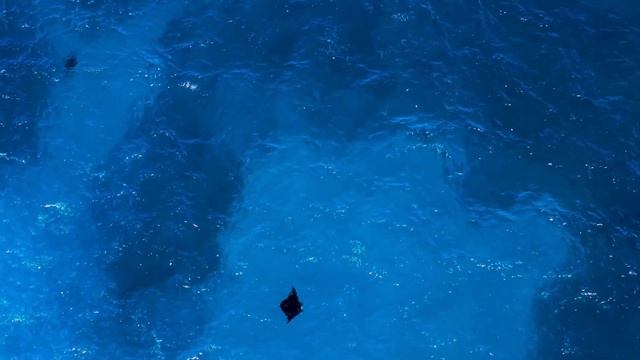 НЕВЕРОЯТНОЕ природное видео в формате 8K HDR с поддержкой технологии Dolby Vision смотреть онлайн