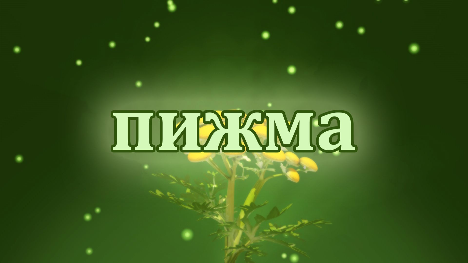 Целебные свойства пижмы смотреть онлайн