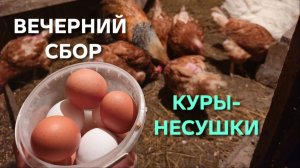 Курица хороша тем что несется каждый день Вечерний сбор яиц