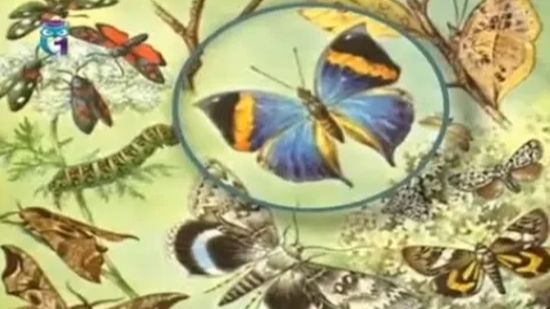 Каллима (Бабочка-листовидка)