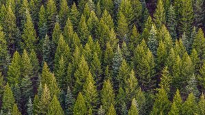 Леса России