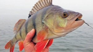 Как образуются две формы Окуня «Горбачи» и «Матросики» от одних родителей — Perca fluviatilis ?