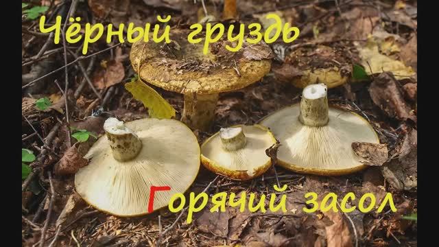 Чёрный груздь. Горячий засол.