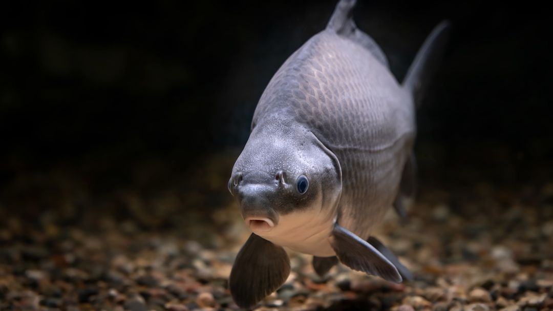 РР4 Ахтуба (2 сезон 1 серия)