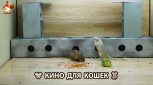 Видео для кошек про крысок развлекать питомцев 🐭🐀😂 (379)