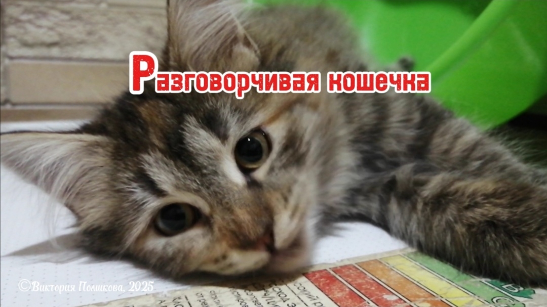 Разговорчивая кисуля Ванесса смотреть онлайн