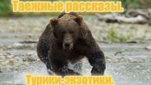 Таежные рассказы. Турики-экзотики