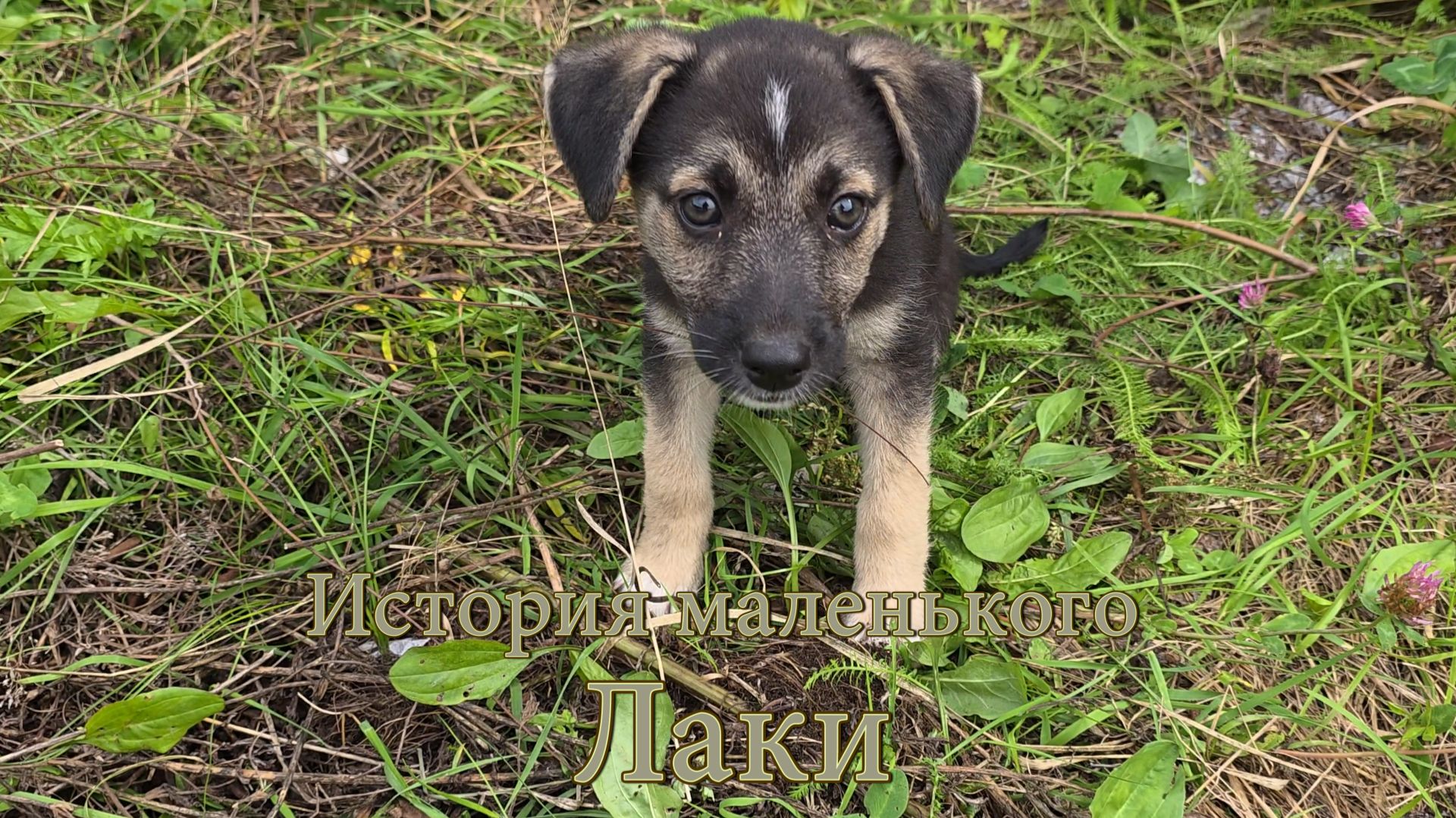 История маленького Лаки смотреть онлайн