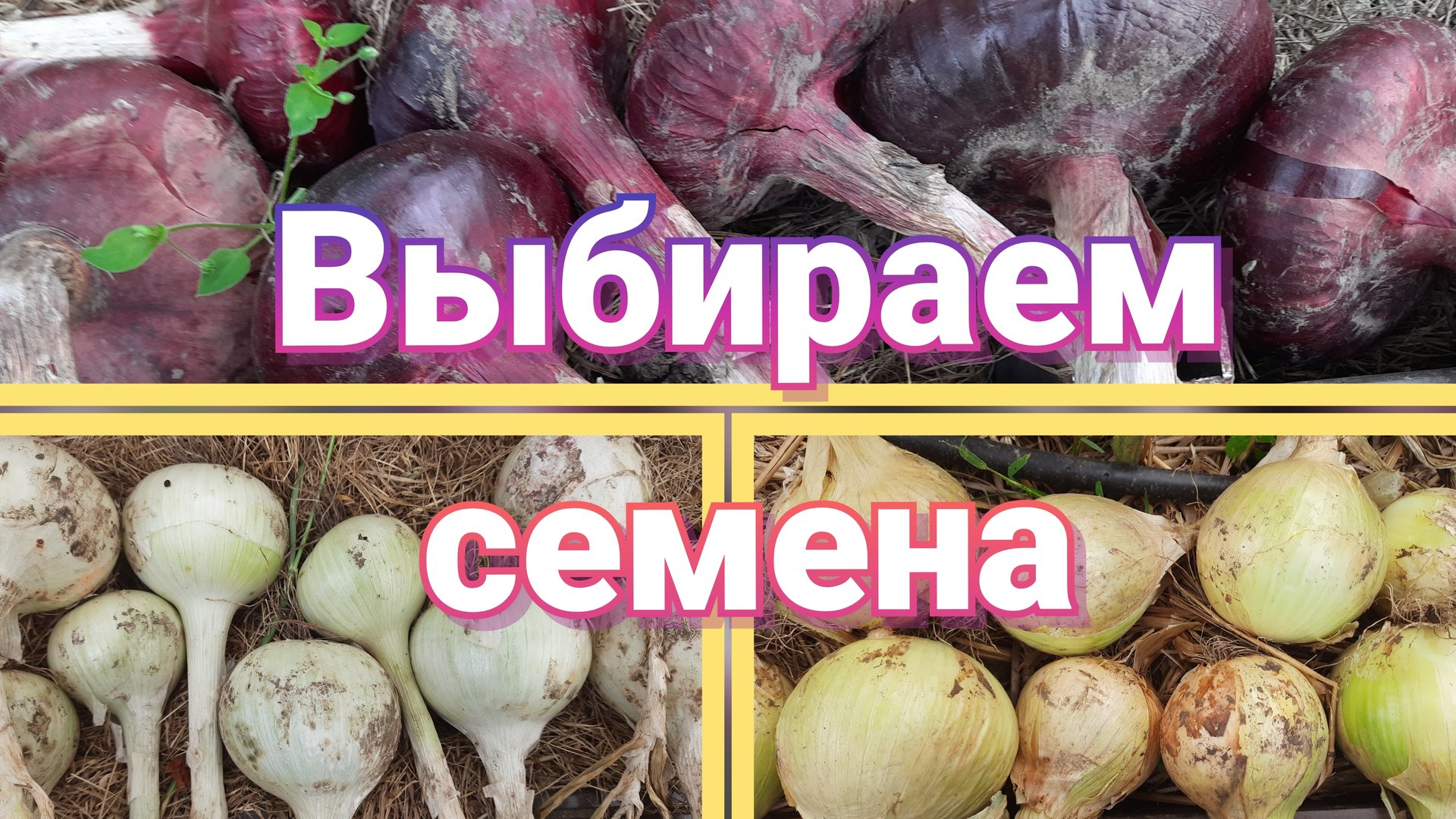 Сорта лука для выращивания из семян за один сезон смотреть онлайн