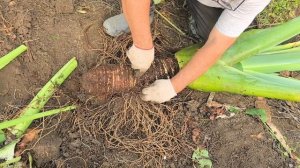 Колоказия Гигантская.