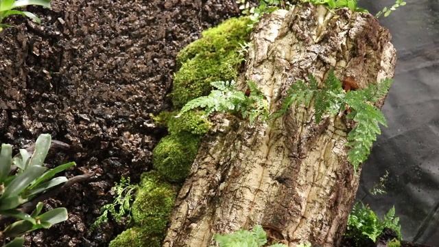 Fallen Log In The Woods' Nepenthes Paludarium