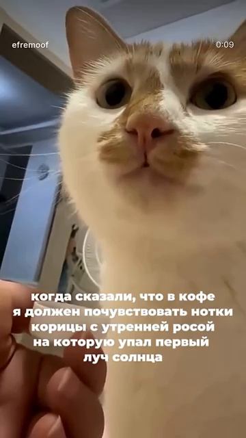 Как причмокивает котик смотреть онлайн