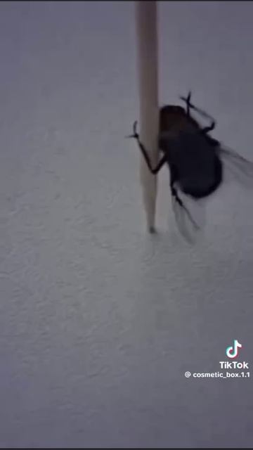 дэнс муха смотреть онлайн