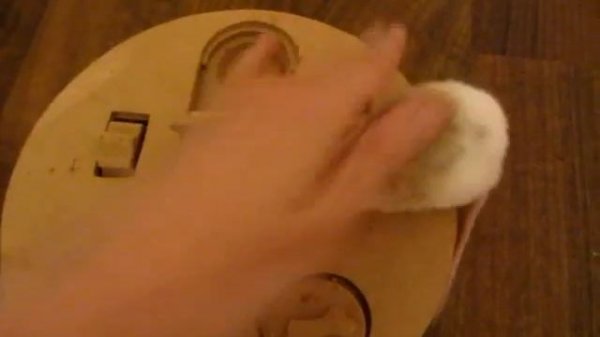 Quasi solving a dog puzzle