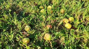 Коробовка(Медуничка) - старинный раннелетний сорт яблони