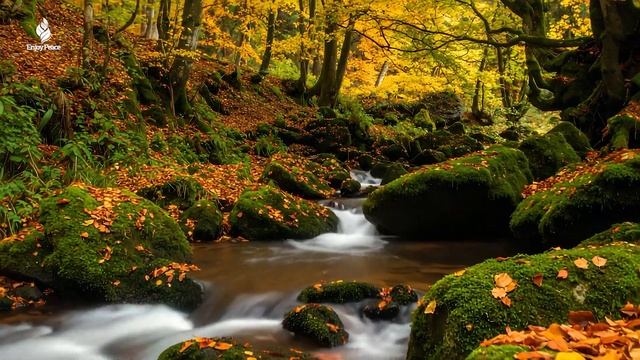 Музыкальная терапия 🍁 Осенние мелодии для снятия стресса и исцеления смотреть онлайн