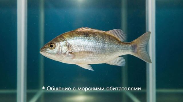 Полное руководство по превращению в рыбу.