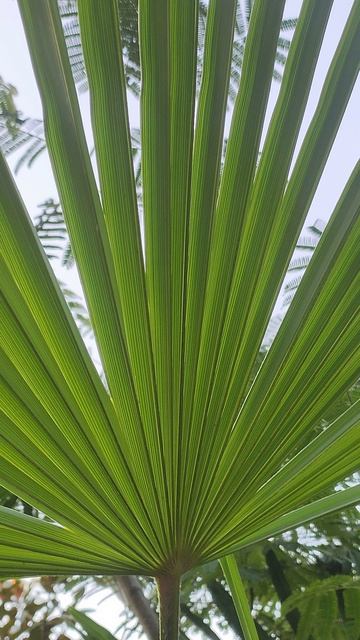 Листья. Релакс. Парк санатория 