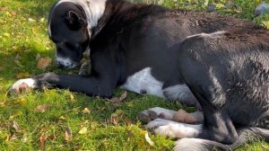 Раненый пёс лежит на трассе